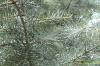 Abies concolor